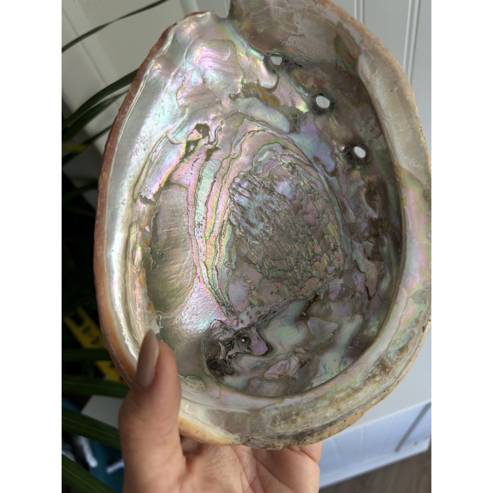 Large 8" Red Abalone Shell Mother of Pearl Coastal Beach Decor Specimen